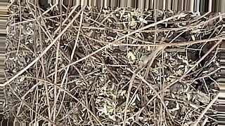 Indian couple outdoor sex in a jungle deep forest.