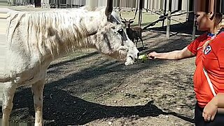 Fiquei toda molhada ao ver o tamanho do membro de um cavalo. Queria que meu namorado fosse assim. Paty Bumbum, el Toro de Oro.